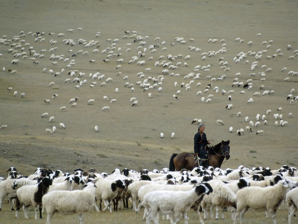 Herding (© National Geographic)